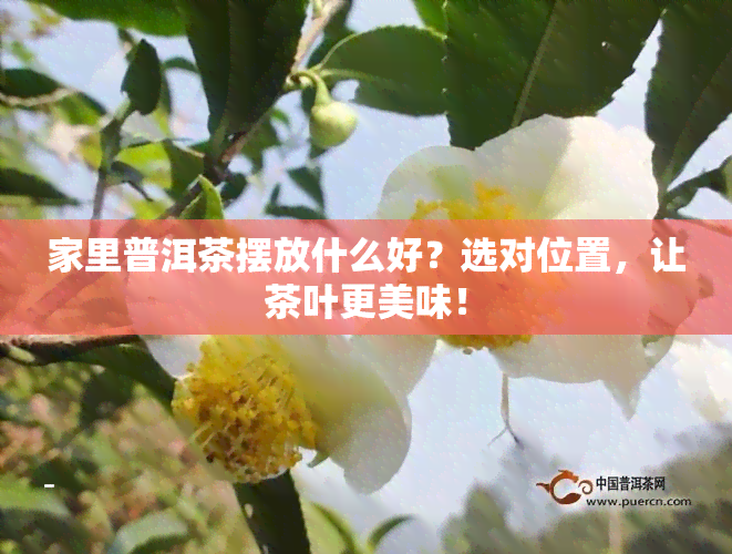 家里普洱茶摆放什么好？选对位置，让茶叶更美味！