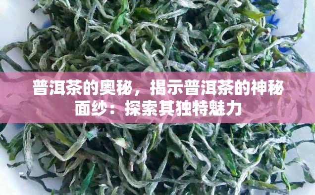 普洱茶的奥秘，揭示普洱茶的神秘面纱：探索其独特魅力