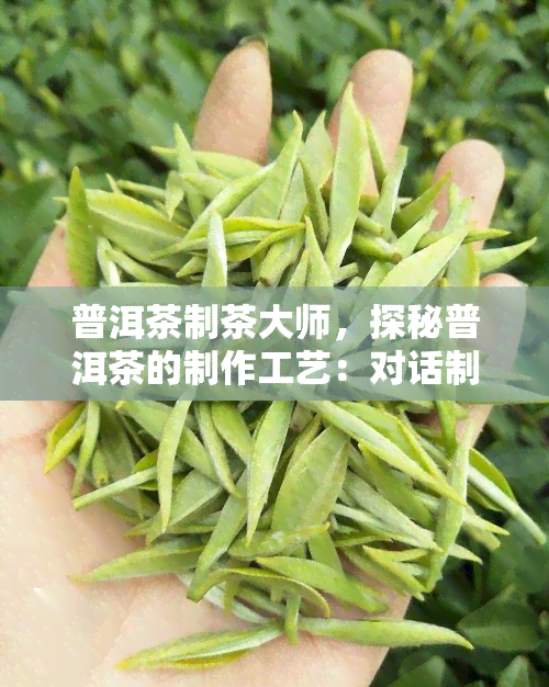 普洱茶制茶大师，探秘普洱茶的制作工艺：对话制茶大师