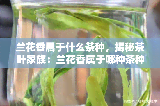 兰花香属于什么茶种，揭秘茶叶家族：兰花香属于哪种茶种？