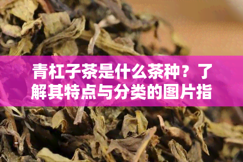 青杠子茶是什么茶种？了解其特点与分类的图片指南