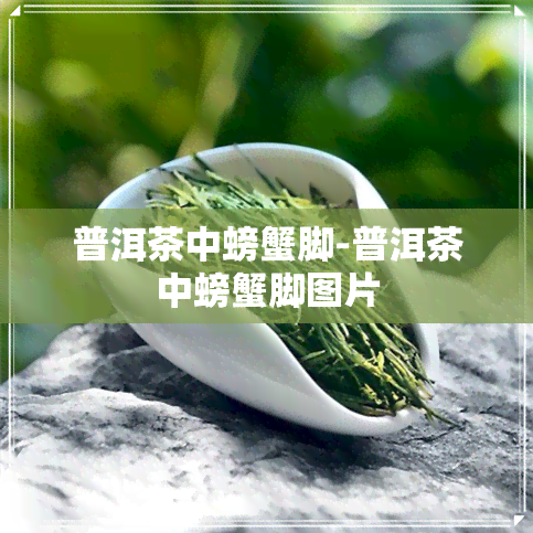 普洱茶中螃蟹脚-普洱茶中螃蟹脚图片