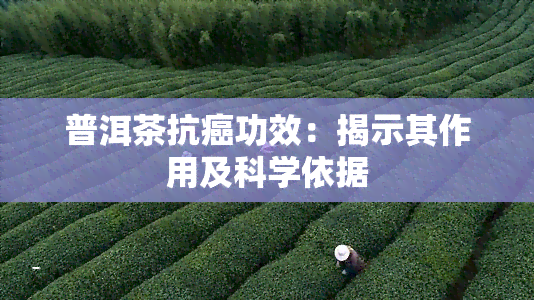 普洱茶抗癌功效：揭示其作用及科学依据