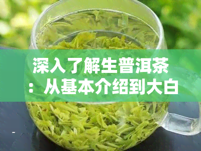 深入了解生普洱茶：从基本介绍到大白菜生普洱茶的独特风味