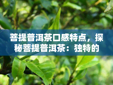 菩提普洱茶口感特点，探秘菩提普洱茶：独特的口感特点解析