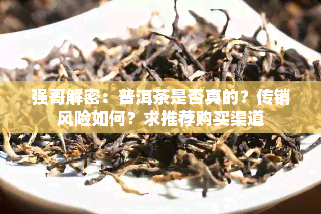 强哥解密：普洱茶是否真的？传销风险如何？求推荐购买渠道