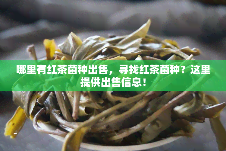 哪里有红茶菌种出售，寻找红茶菌种？这里提供出售信息！