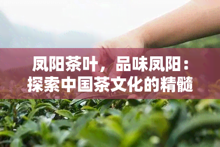 凤阳茶叶，品味凤阳：探索中国茶文化的精髓