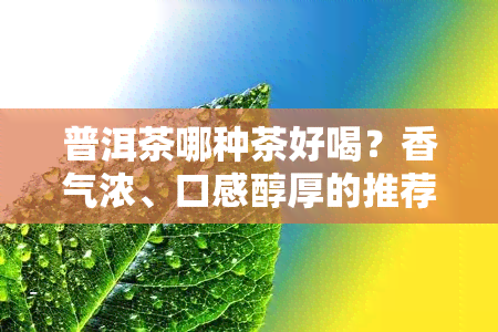 普洱茶哪种茶好喝？香气浓、口感醇厚的推荐！