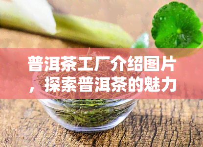 普洱茶工厂介绍图片，探索普洱茶的魅力：揭秘工厂内部的制作过程和独特工艺！