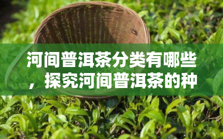 河间普洱茶分类有哪些，探究河间普洱茶的种类及其特点