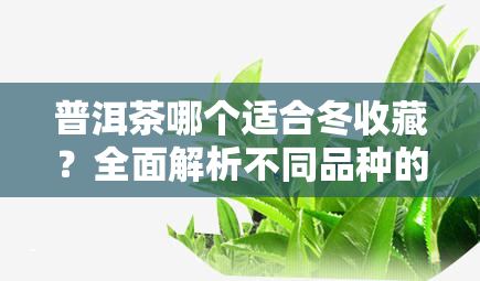 普洱茶哪个适合冬收藏？全面解析不同品种的适藏特性