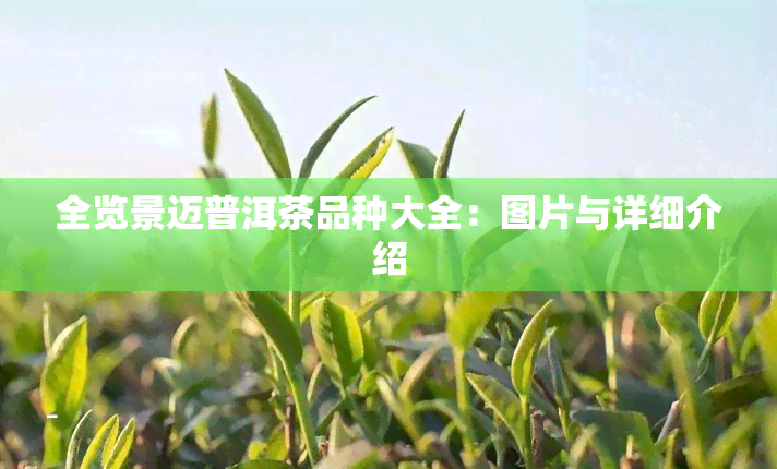 全览景迈普洱茶品种大全：图片与详细介绍