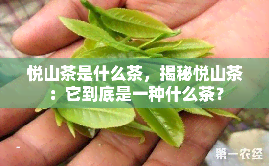 悦山茶是什么茶，揭秘悦山茶：它到底是一种什么茶？