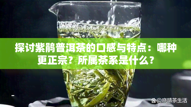 探讨紫鹃普洱茶的口感与特点：哪种更正宗？所属茶系是什么？