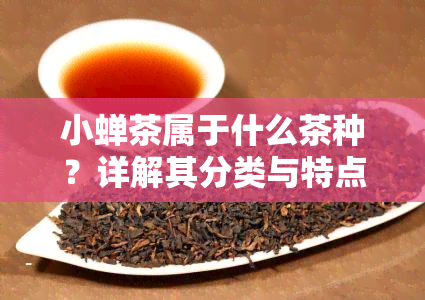 小蝉茶属于什么茶种？详解其分类与特点