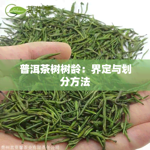 普洱茶树树龄：界定与划分方法