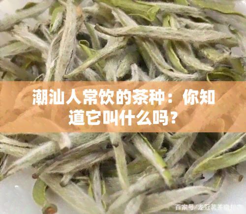 潮汕人常饮的茶种：你知道它叫什么吗？