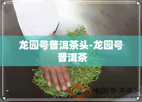 龙园号普洱茶头-龙园号 普洱茶