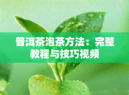 普洱茶泡茶方法：完整教程与技巧视频