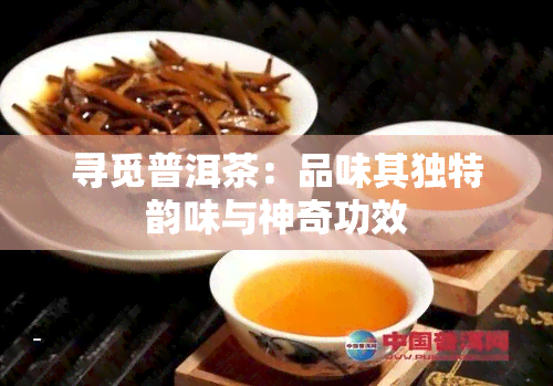 寻觅普洱茶：品味其独特韵味与神奇功效