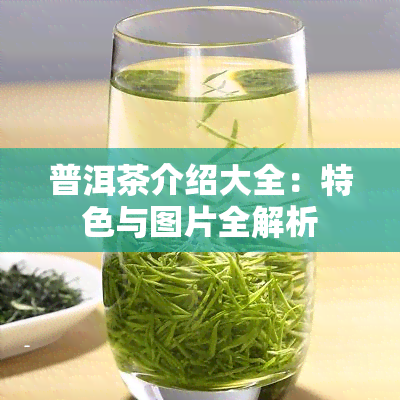 普洱茶介绍大全：特色与图片全解析