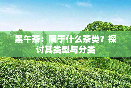 黑午茶：属于什么茶类？探讨其类型与分类