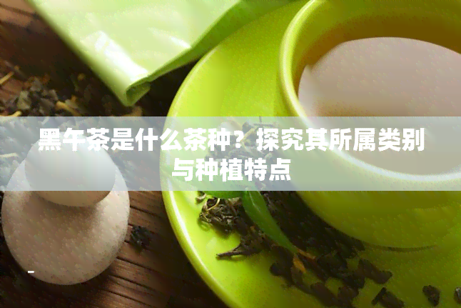 黑午茶是什么茶种？探究其所属类别与种植特点