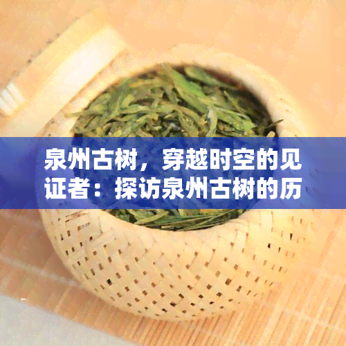 泉州古树，穿越时空的见证者：探访泉州古树的历与文化价值