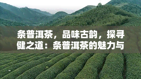 条普洱茶，品味古韵，探寻健之道：条普洱茶的魅力与功效