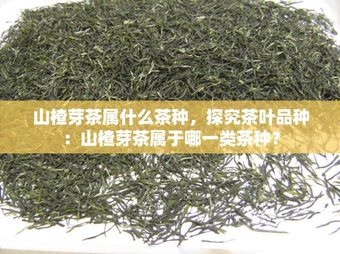 山楂芽茶属什么茶种，探究茶叶品种：山楂芽茶属于哪一类茶种？