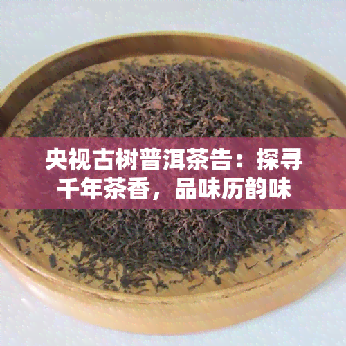 央视古树普洱茶告：探寻千年茶香，品味历韵味