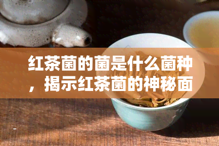 红茶菌的菌是什么菌种，揭示红茶菌的神秘面纱：它是哪种菌种？