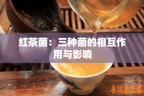 红茶菌：三种菌的相互作用与影响