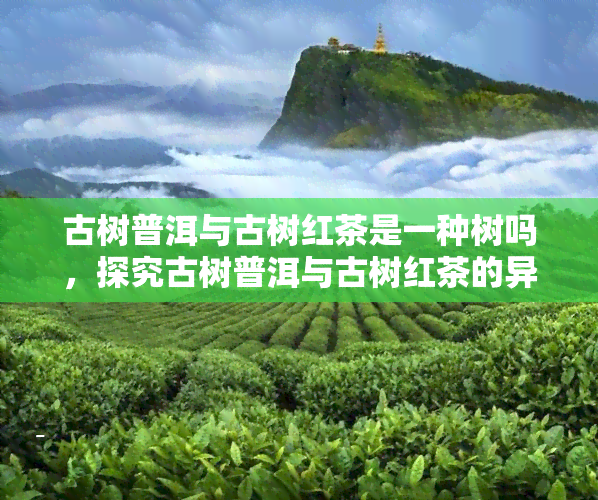 古树普洱与古树红茶是一种树吗，探究古树普洱与古树红茶的异同：它们是同一种树吗？