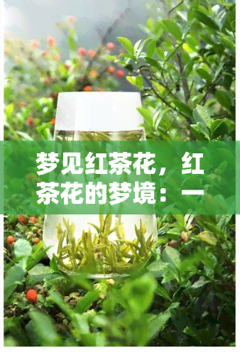 梦见红茶花，红茶花的梦境：一美丽的诗意之旅