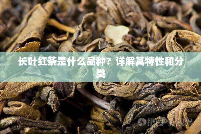 长叶红茶是什么品种？详解其特性和分类