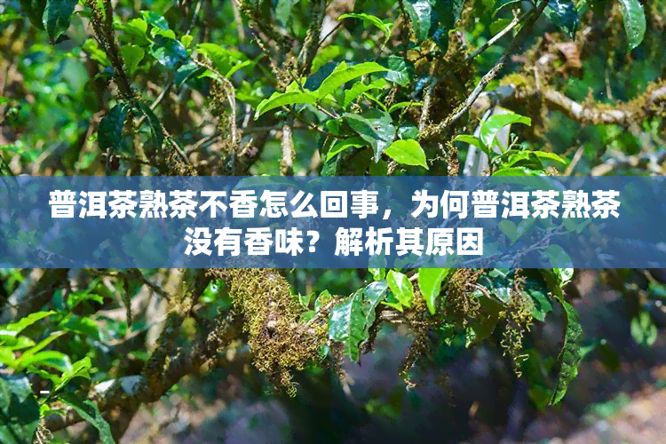 普洱茶熟茶不香怎么回事，为何普洱茶熟茶没有香味？解析其原因