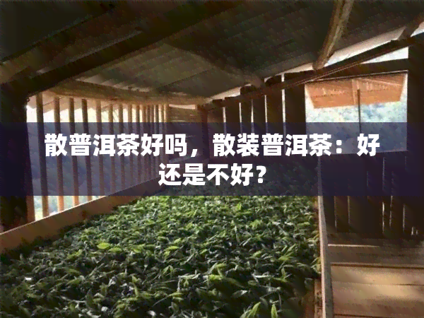 散普洱茶好吗，散装普洱茶：好还是不好？