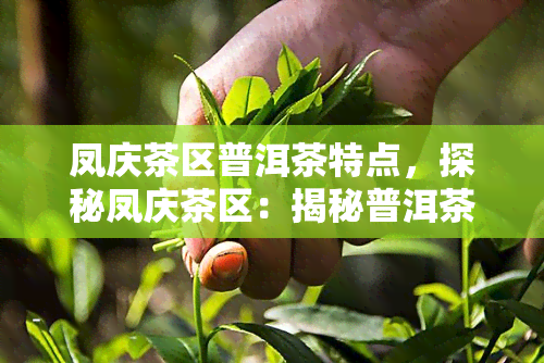 凤庆茶区普洱茶特点，探秘凤庆茶区：揭秘普洱茶的独特特点