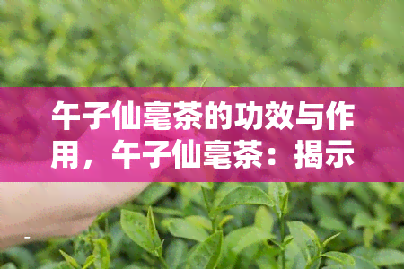 午子仙毫茶的功效与作用，午子仙毫茶：揭示其神奇功效与作用！