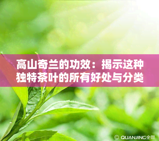 高山奇兰的功效：揭示这种独特茶叶的所有好处与分类