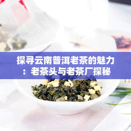 探寻云南普洱老茶的魅力：老茶头与老茶厂探秘