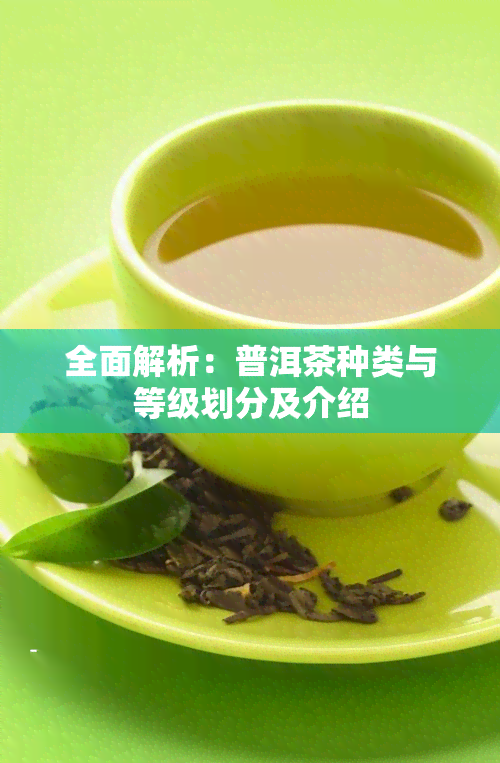 全面解析：普洱茶种类与等级划分及介绍