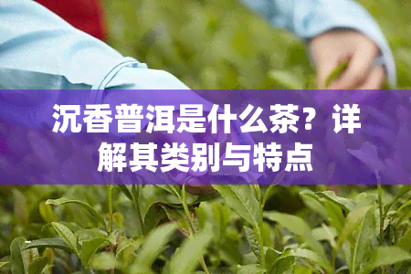 沉香普洱是什么茶？详解其类别与特点