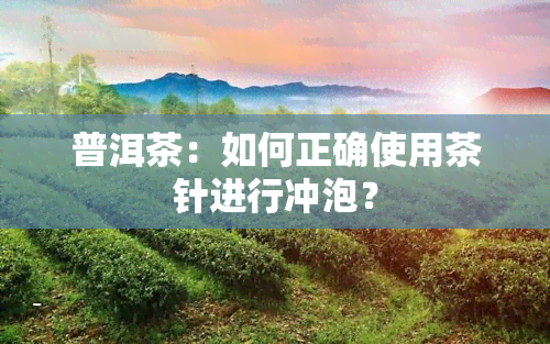 普洱茶：如何正确使用茶针进行冲泡？