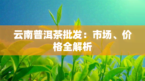 云南普洱茶批发：市场、价格全解析