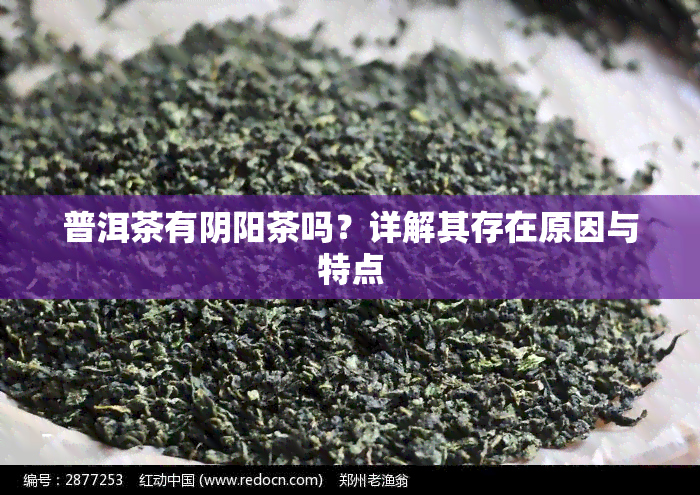 普洱茶有阴阳茶吗？详解其存在原因与特点