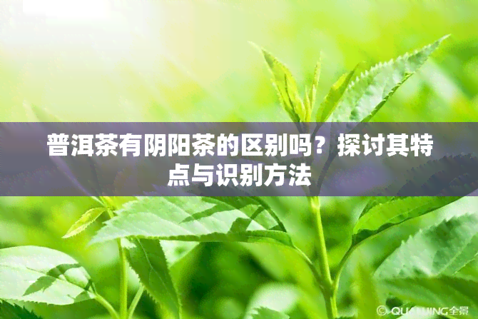 普洱茶有阴阳茶的区别吗？探讨其特点与识别方法