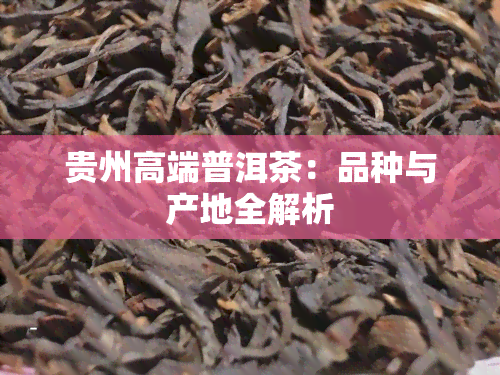 贵州高端普洱茶：品种与产地全解析